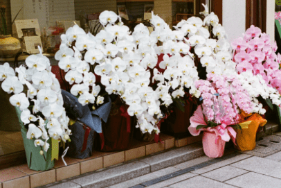 floristería en Andorra Teruel